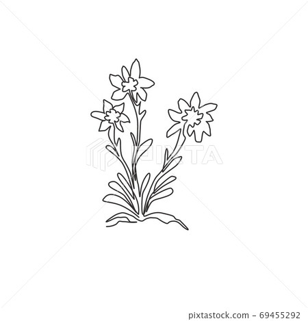 One continuous line drawing beauty and exotic leontopodium plant for home wall decor art poster print One continuous line drawing beauty and exotic leontopodium plant for home wall decor art poster print 69455292