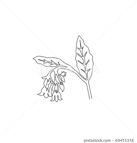 Single continuous line drawing of beauty fresh symphytum for garden logo Single continuous line drawing of beauty fresh symphytum for garden logo 69455338