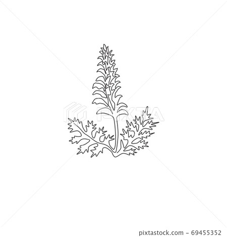 Single continuous line drawing of beauty fresh bear's breeches for garden logo 69455352