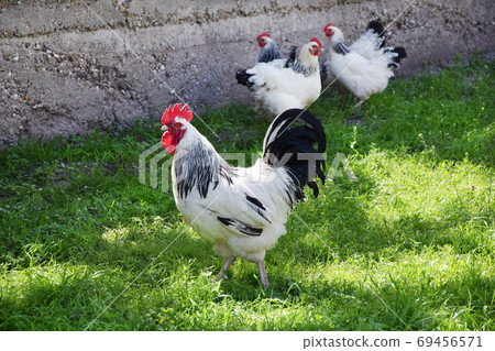 Chickens and rooster on a farm Chickens and rooster on a farm 69456571
