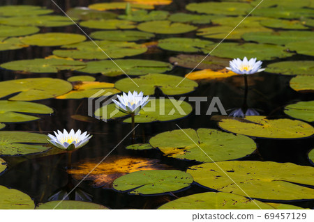 Blue Star Lotus Waterlilies Surrounded By Lily Pads (Nymphaea nouchali) Blue Star Lotus Waterlilies Surrounded By Lily Pads (Nymphaea nouchali) 69457129