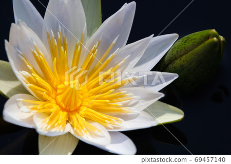 White Star Lotus Waterlily With Flower Bulb (Nymphaea nouchali) 69457140