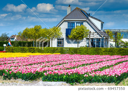 Ornamental flower garden with colorful tulip fields near Amsterdam, Netherlands Ornamental flower garden with colorful tulip fields near Amsterdam, Netherlands 69457350