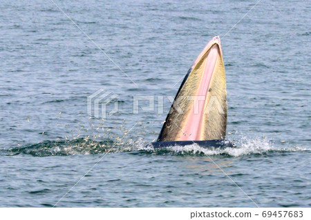 Bryde's whale or Eden's whale 69457683