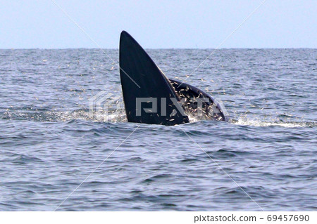 Bryde's whale or Eden's whale Bryde's whale or Eden's whale 69457690