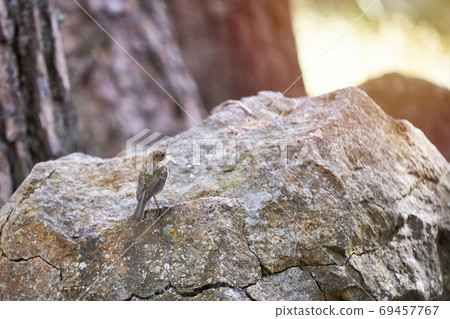 Portrait of a beautiful little bird perched on a stone 69457767