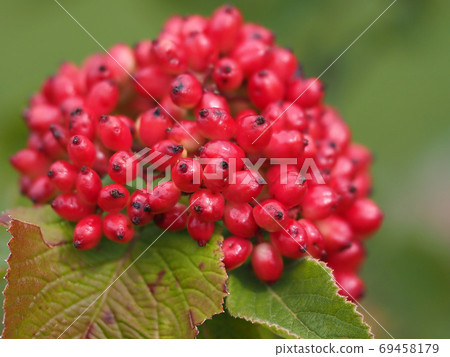 red berry detail close up macro in the wild red berry detail close up macro in the wild 69458179
