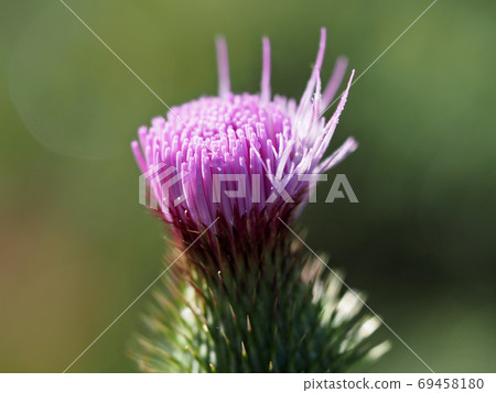 cardoon flower detail close up isolated cardoon flower detail close up isolated 69458180