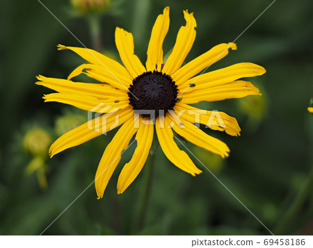 yellow and black daisy detail close up macro yellow and black daisy detail close up macro 69458186