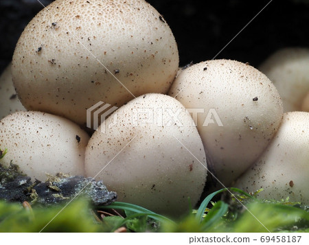 Lycoperdon pyriforme mushroom in the forest 69458187