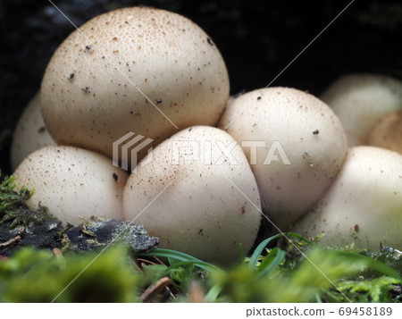 Lycoperdon pyriforme mushroom in the forest Lycoperdon pyriforme mushroom in the forest 69458189