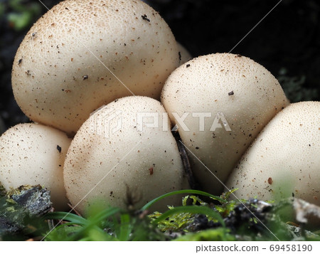 Lycoperdon pyriforme mushroom in the forest Lycoperdon pyriforme mushroom in the forest 69458190