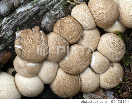 Lycoperdon pyriforme mushroom in the forest Lycoperdon pyriforme mushroom in the forest 69458194