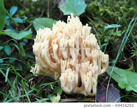 Ramaria flava mushroom in the forest Ramaria flava mushroom in the forest 69458203