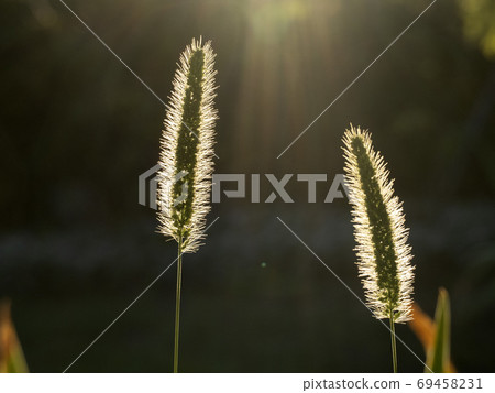 grass spike in the black background in the sun light grass spike in the black background in the sun light 69458231