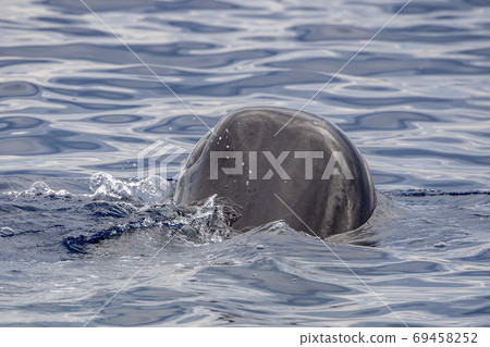 Sperm Whale head close up at sunset Sperm Whale head close up at sunset 69458252