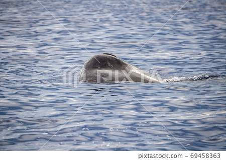Sperm Whale at sunset in mediterranean Sperm Whale at sunset in mediterranean 69458363