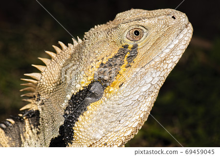 Australian Eastern Water Dragon Australian Eastern Water Dragon 69459045