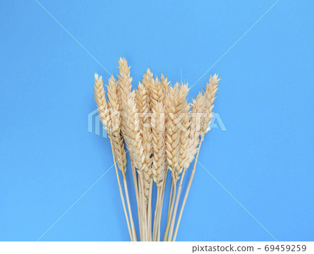 Spikelets of wheat on a blue background. Simple flat lay. Harvest concept. Stock photo. 69459259