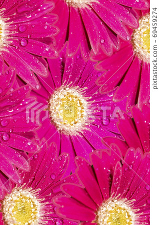 Colourful Gerbera flower Colourful Gerbera flower 69459274