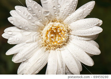 Colourful Gerbera flower 69459280