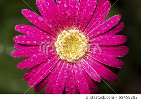 Colourful Gerbera flower 69459282