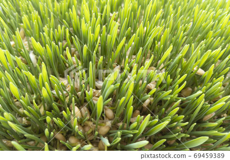 Young wheat sprouts. Green grass. Top view. Stock photo. Young wheat sprouts. Green grass. Top view. Stock photo. 69459389