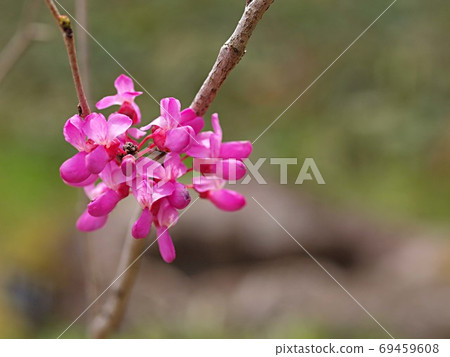 哈那蘇花 69459608