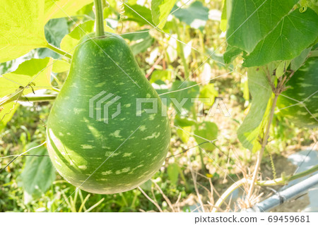 green bottle gourd green bottle gourd 69459681