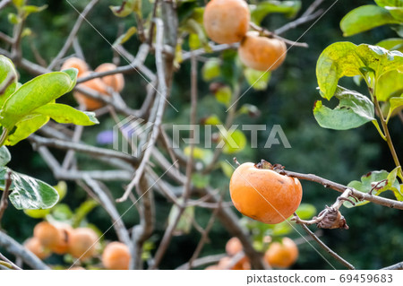 persimmons on the tree persimmons on the tree 69459683