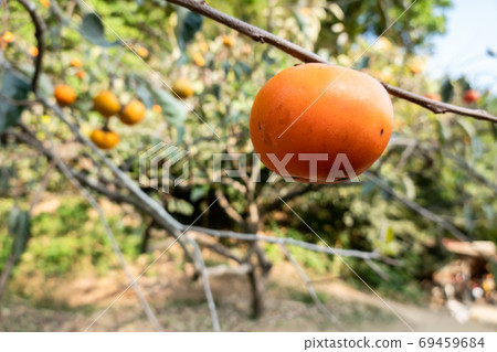persimmons on the tree persimmons on the tree 69459684