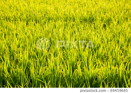 golden ripe rice farm 69459685
