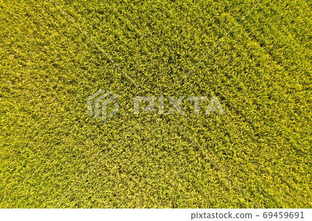 aerial view of yellow rice farm aerial view of yellow rice farm 69459691