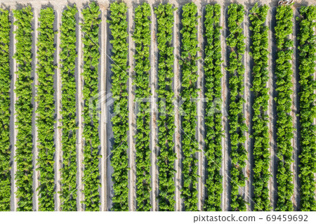 green farm with vegetable and fruits green farm with vegetable and fruits 69459692