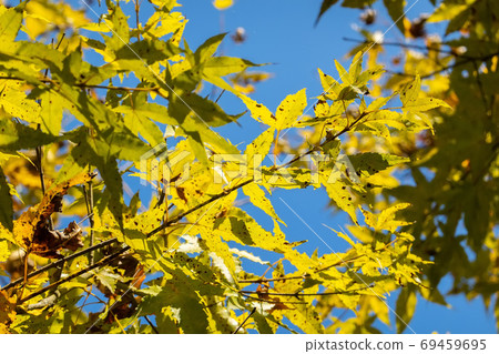 yellow leaves under blue sky yellow leaves under blue sky 69459695