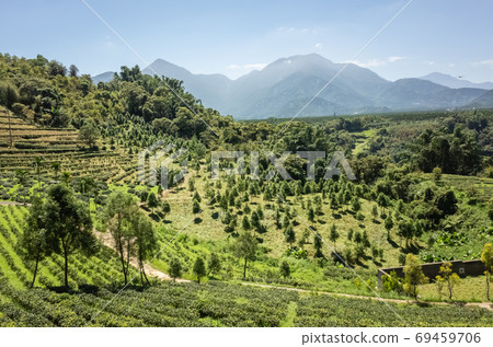 rural scenery of tea farm at Yuchi rural scenery of tea farm at Yuchi 69459706