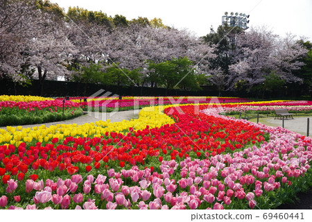 Tulip field Tulip field 69460441
