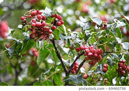 Gonzu's fruit Gonzu's fruit 69460786