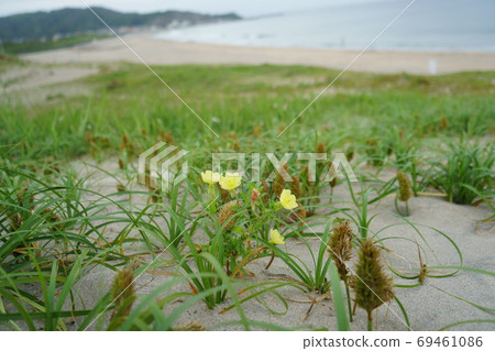 月見草盛開在黃昏的沙灘 69461086