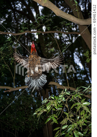 Cocco-chan, a Hinai chicken flying in the dark night 69461412