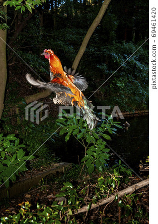 Cocco-chan, a Hinai chicken flying in the dark night 69461420