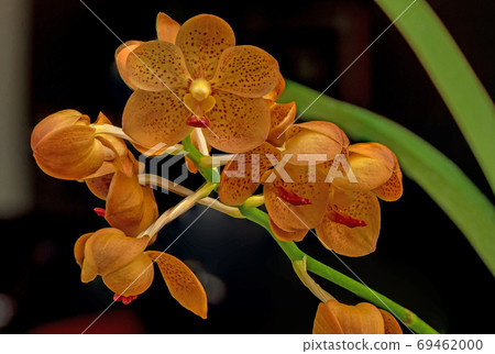yellow gold spots Vanda orchids black background 69462000