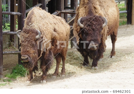 Robust American bison Robust American bison 69462301
