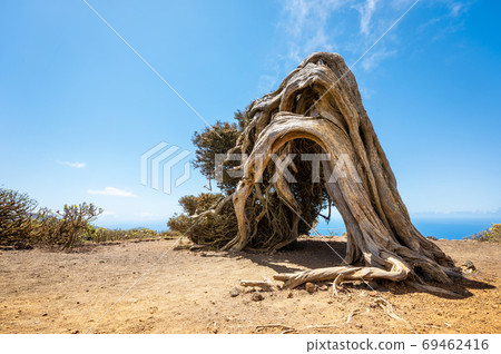 Juniper tree bent by wind. Famous landmark in El Hierro, Canary Islands Juniper tree bent by wind. Famous landmark in El Hierro, Canary Islands 69462416