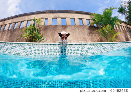 Funny photo of jack russell terrier in swimming pool Funny photo of jack russell terrier in swimming pool 69462488
