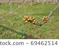 Cherry flower buds waiting for flowering (horizontal) 69462514