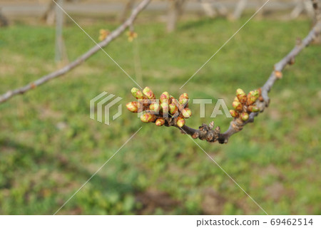 Cherry flower buds waiting for flowering (horizontal) 69462514