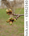 Cherry flower buds waiting for flowering (vertical) 69462540