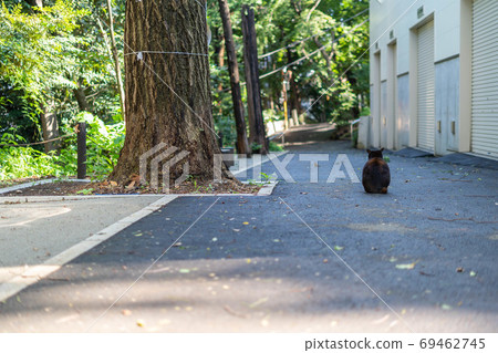 [動物]溫暖的貓背 69462745