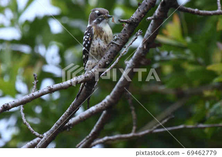 Japanese pygmy woodpecker wild bird Japanese pygmy woodpecker wild bird 69462779